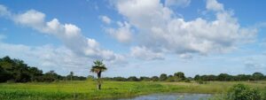 Safari en los llanos de Apure