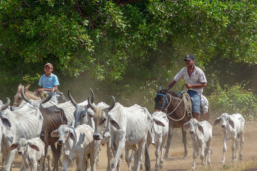 Safari en los llanos de Apure