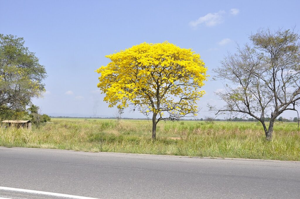 El Araguaney el árbol nacional de los venezolanos
