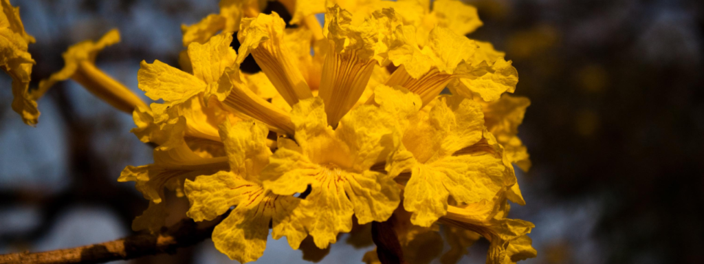 Flor del Araguaney el árbol nacional de los venezolanos