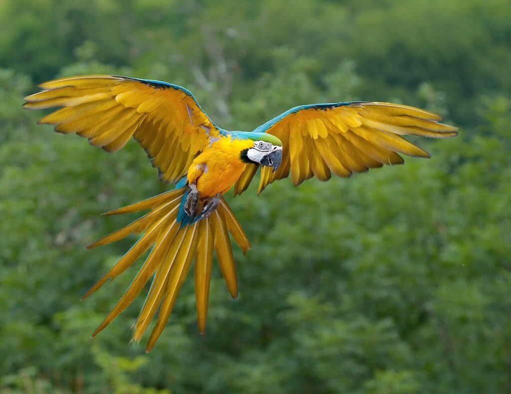 Guacamaya fotografiada en bosque nublado tropical