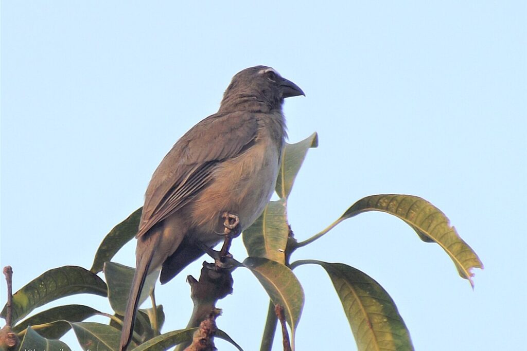 Fotografía de aves tropicales en ecosistemas naturales de Venezuela