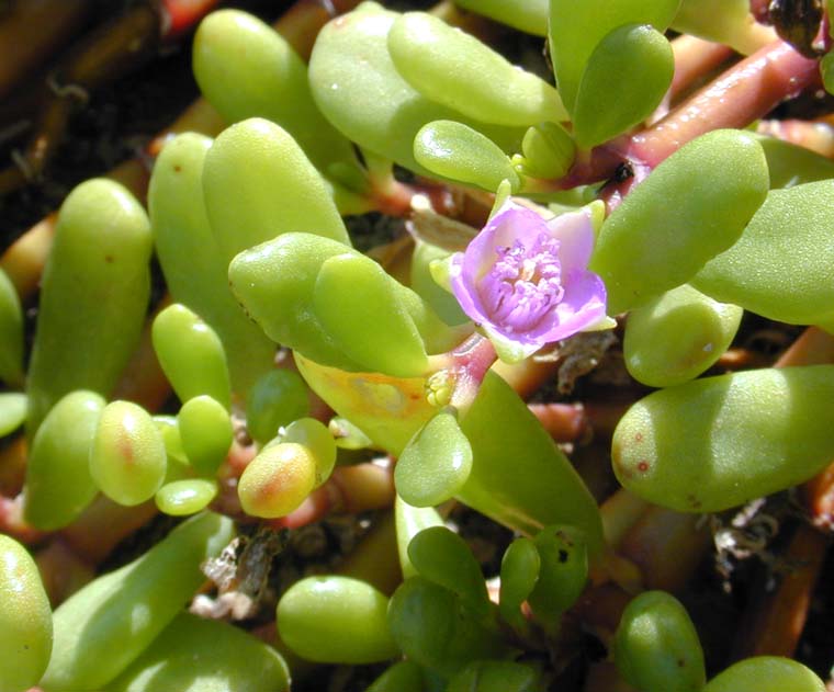 Los Roques Venezuela En tierra firme domina la vegetación xerófila y los saladares. En el agua, las praderas de Thalassia testudinum (hierba de tortuga) actúan como el pulmón del archipiélago, purificando