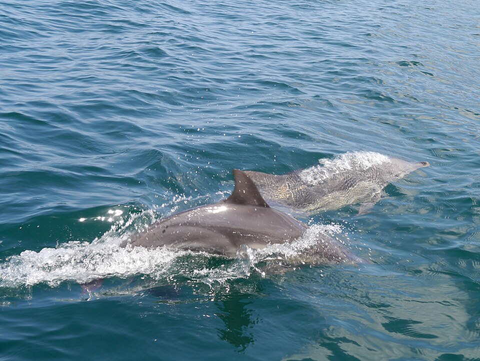 Delfines nadando en el Parque Nacional Mochima durante un recorrido turístico