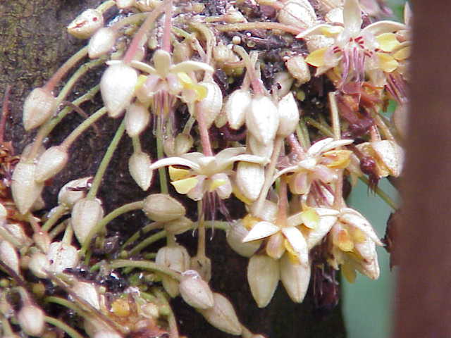 Flores del árbol de cacao (Theobroma cacao) brotando del tronco, símbolo de la riqueza natural de Venezuela.