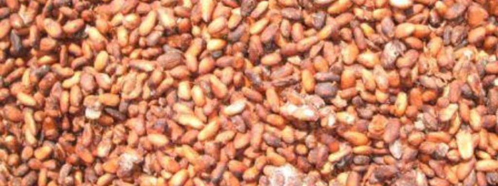 Granos de cacao venezolano fermentados y secos al sol, símbolo del cacao fino de aroma.