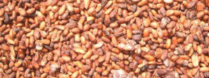 Granos de cacao venezolano fermentados y secos al sol, símbolo del cacao fino de aroma.