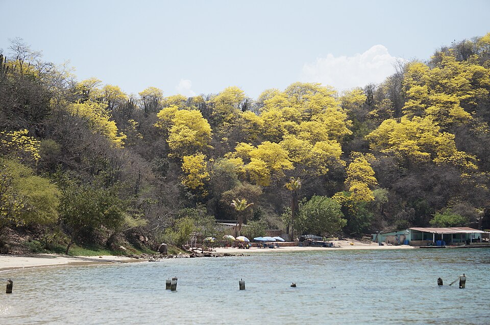 Araguaneyes en flor en la costa del Parque Nacional Mochima, Venezuela