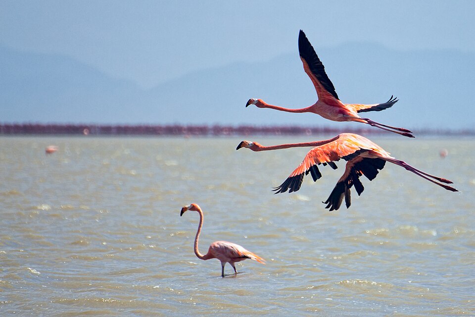 Flamencos rosados en vuelo sobre la Ciénaga de Los Olivitos, uno de los principales refugios de aves del estado Zulia.