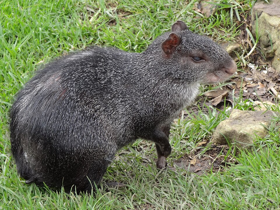 Picure o agutí de la selva sudamericana, animal en el que fue transformado Akuli según la leyenda pemón de Wazacá.